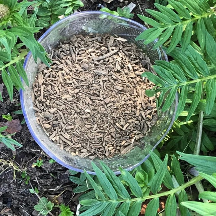 تکثیر سنبل‌الطیب - پرورش با استفاده از بذر